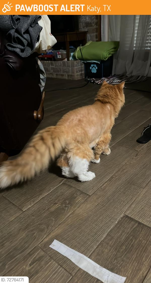 Found/Stray Unknown Cat last seen Near red rock canyon dr , Katy, TX 77450