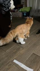 Found/Stray Unknown Cat last seen Near red rock canyon dr , Katy, TX 77450