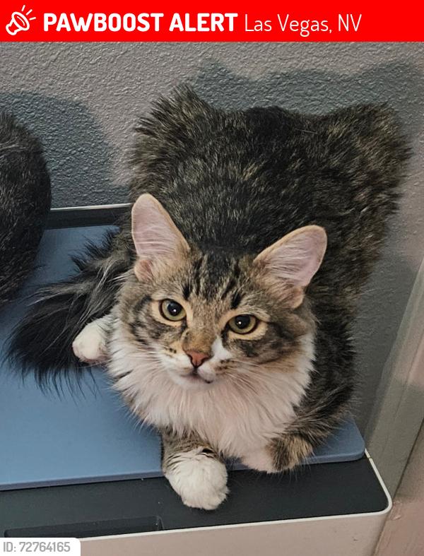 Lost Male Cat last seen hoover and 3rd st, Las Vegas, NV 89101