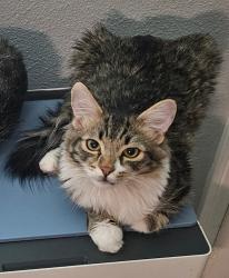Lost Male Cat last seen hoover and 3rd st, Las Vegas, NV 89101