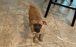 Lost Male Dog last seen Landmark Pointe, Cibolo, TX 78108