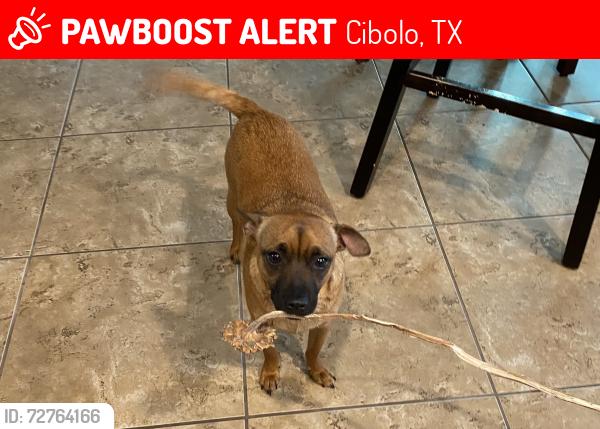 Lost Male Dog last seen Landmark Pointe, Cibolo, TX 78108