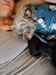 Lost Male Dog last seen I-70 and Kipling, Wheat Ridge, CO 80033
