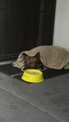 Found/Stray Male Dog last seen Niles and Gabriel , San Bernardino, CA 92415