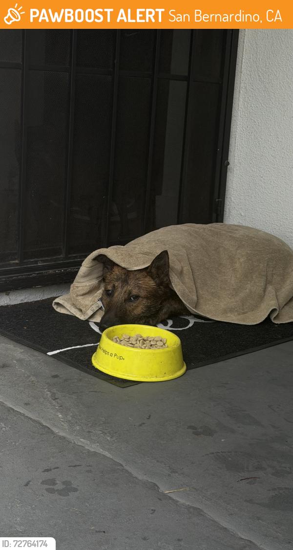 Found/Stray Male Dog last seen Niles and Gabriel , San Bernardino, CA 92415