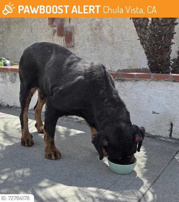 Found/Stray Female Dog last seen Elmhurst Ave, Rutgers Ave, Chula Vista, Chula Vista, CA 91913