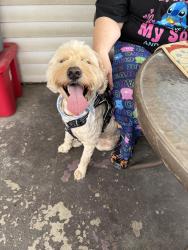 Found/Stray Male Dog last seen Rockville rd and Creston dr, Indianapolis, IN 46222