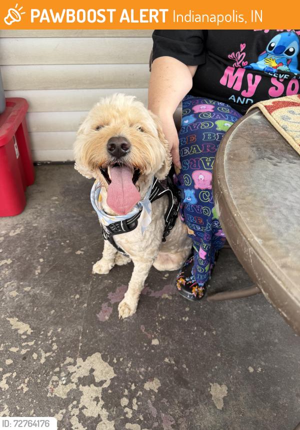 Found/Stray Male Dog last seen Rockville rd and Creston dr, Indianapolis, IN 46222