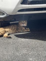 Found/Stray Male Other last seen Prospect avenue and 1st street, long beach, Long Beach, CA 90814