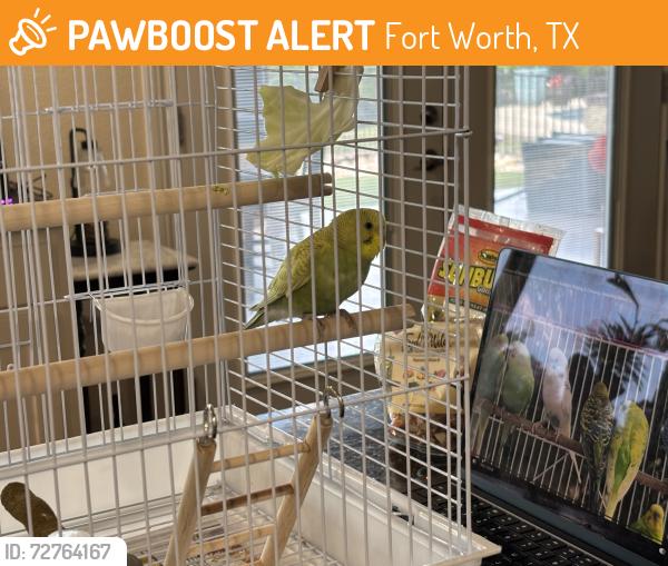 Found/Stray Unknown Bird last seen Lake Country Dr. and Quarry Hill Ct., Fort Worth, TX 76179