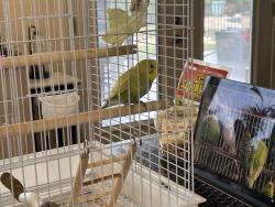 Found/Stray Unknown Bird last seen Lake Country Dr. and Quarry Hill Ct., Fort Worth, TX 76179