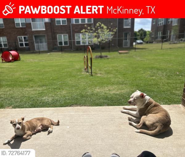 Lost Female Dog last seen Almond ln, McKinney, TX 75070