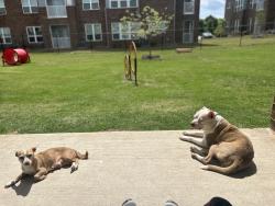 Lost Female Dog last seen Almond ln, McKinney, TX 75070