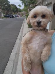 Lost Female Dog last seen Lakeview and quarry, Spring Valley, CA 91977