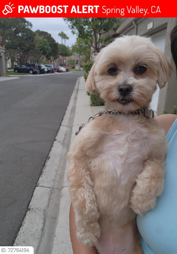 Lost Female Dog last seen Lakeview and quarry, Spring Valley, CA 91977
