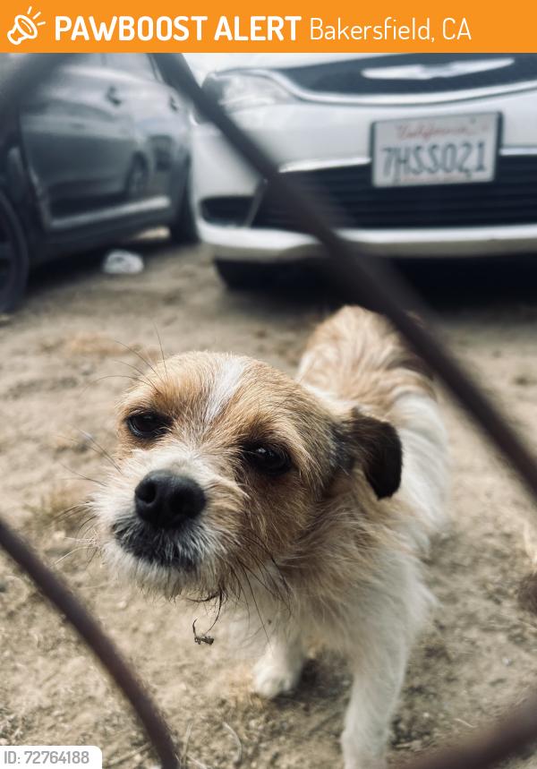 Found/Stray Male Dog last seen Skate park Airport Drive, Bakersfield, CA 93308