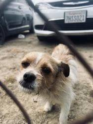 Found/Stray Male Dog last seen Skate park Airport Drive, Bakersfield, CA 93308