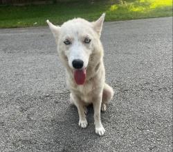 Lost Female Dog last seen Sweetgum, New Caney, TX 77357