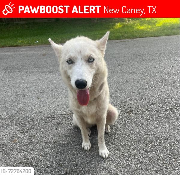 Lost Female Dog last seen Sweetgum, New Caney, TX 77357