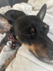 Lost Male Dog last seen Loyd street, Indianapolis, IN 46204