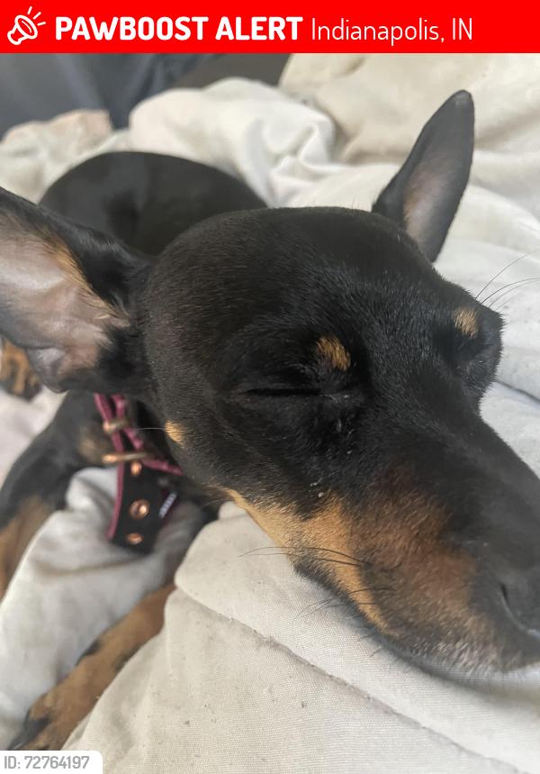 Lost Male Dog last seen Loyd street, Indianapolis, IN 46204