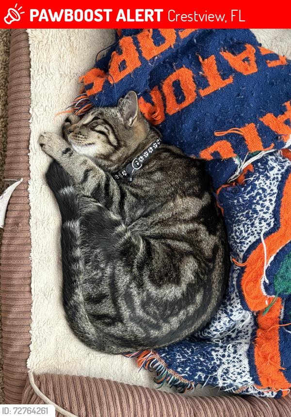 Lost Female Cat last seen Old Bethel Rd, Crestview, FL 32539