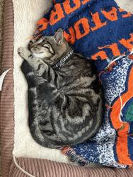Lost Female Cat last seen Old Bethel Rd, Crestview, FL 32539