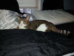 Lost Male Cat last seen South 20th Street Terre Haute, Terre Haute, IN 47807