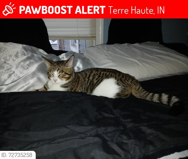 Lost Male Cat last seen South 20th Street Terre Haute, Terre Haute, IN 47807