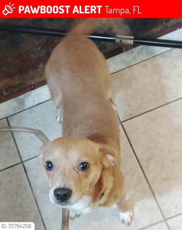 Lost Male Dog last seen 50th st Temple Terrace , FL, Tampa, FL 33617