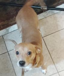 Lost Male Dog last seen 50th st Temple Terrace , FL, Tampa, FL 33617