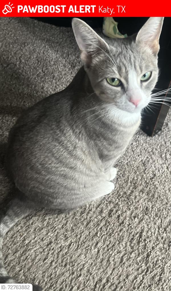 Lost Female Cat last seen Park Mist Dr, Katy, TX 77450