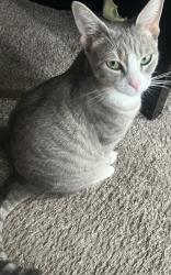 Lost Female Cat last seen Park Mist Dr, Katy, TX 77450