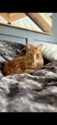 Lost Male Cat last seen Allen and Vega Meadows, Bakersfield, CA 93314