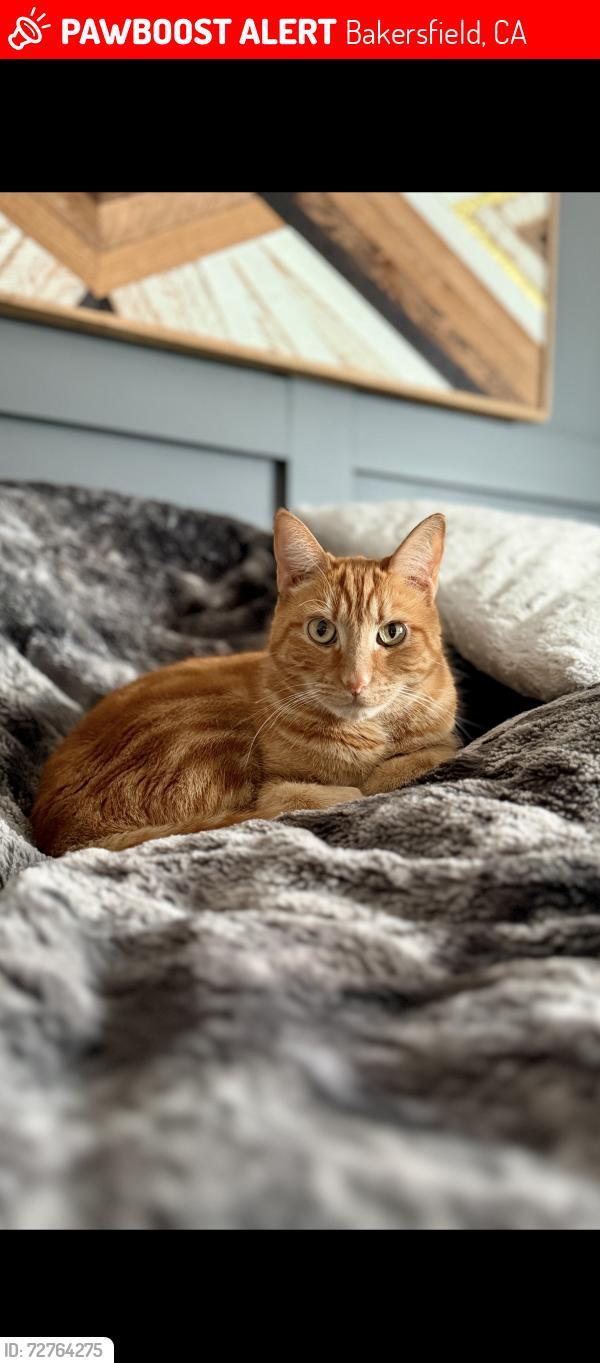 Lost Male Cat last seen Allen and Vega Meadows, Bakersfield, CA 93314
