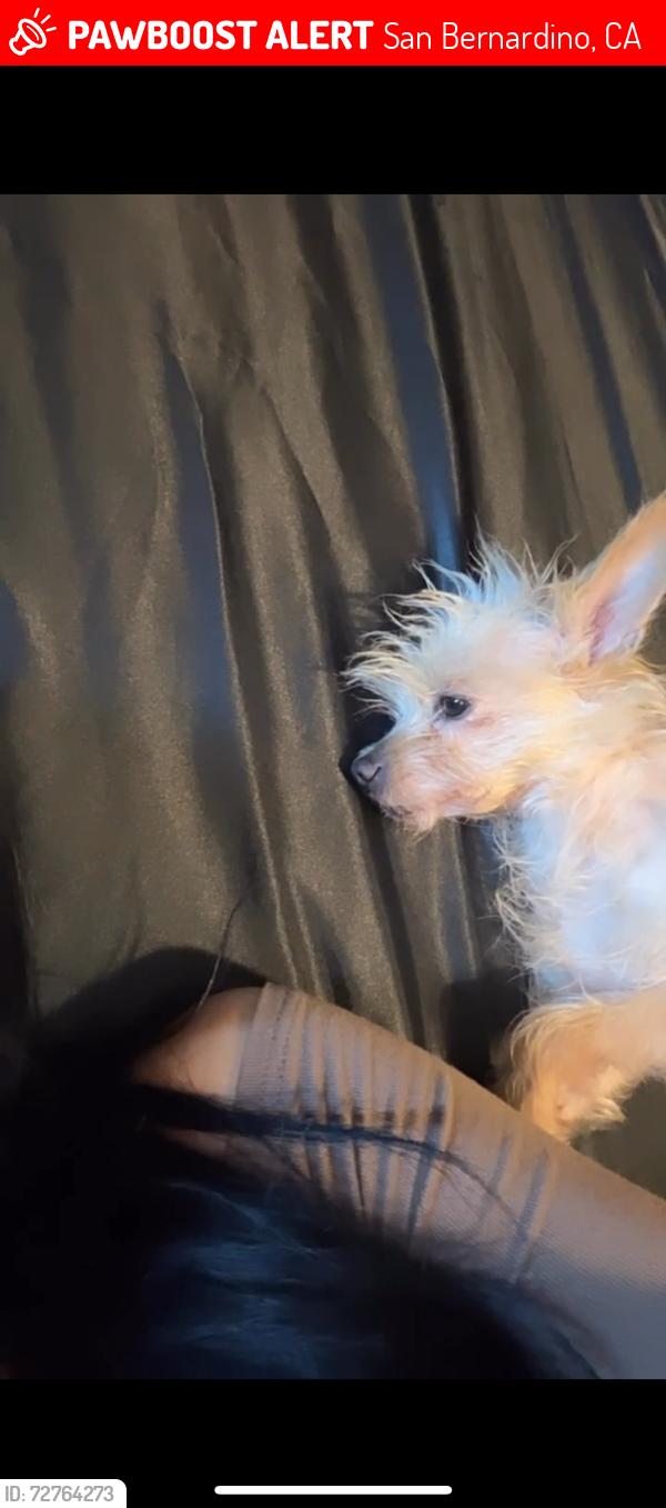 Lost Female Dog last seen Arrowhead Ave and 36th St, San Bernardino, CA 92405