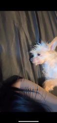 Lost Female Dog last seen Arrowhead Ave and 36th St, San Bernardino, CA 92405