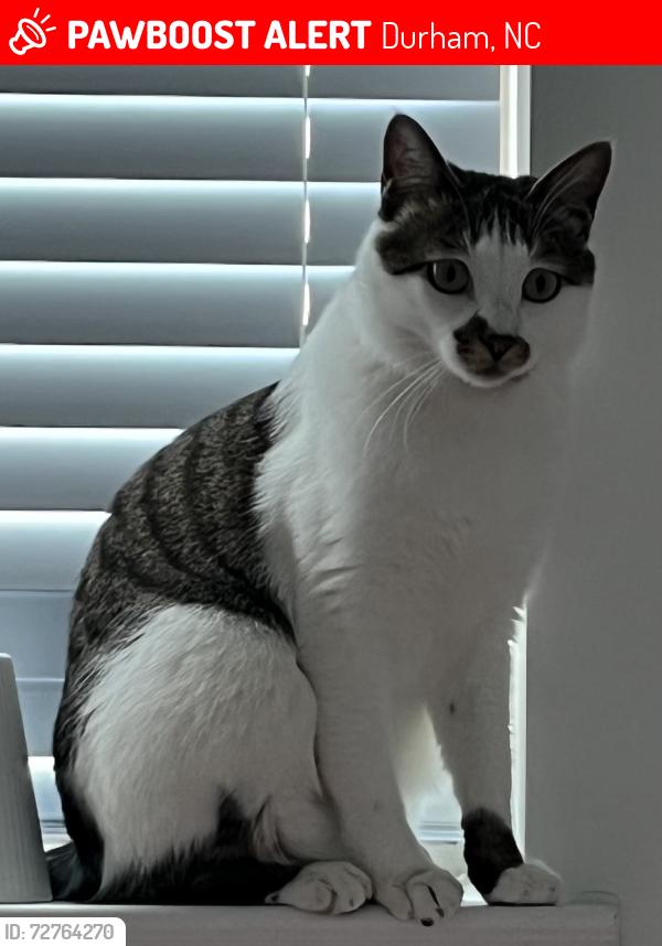 Lost Male Cat last seen Elmira Avenue, Durham, NC, Durham, NC 27707