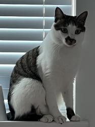 Lost Male Cat last seen Elmira Avenue, Durham, NC, Durham, NC 27707