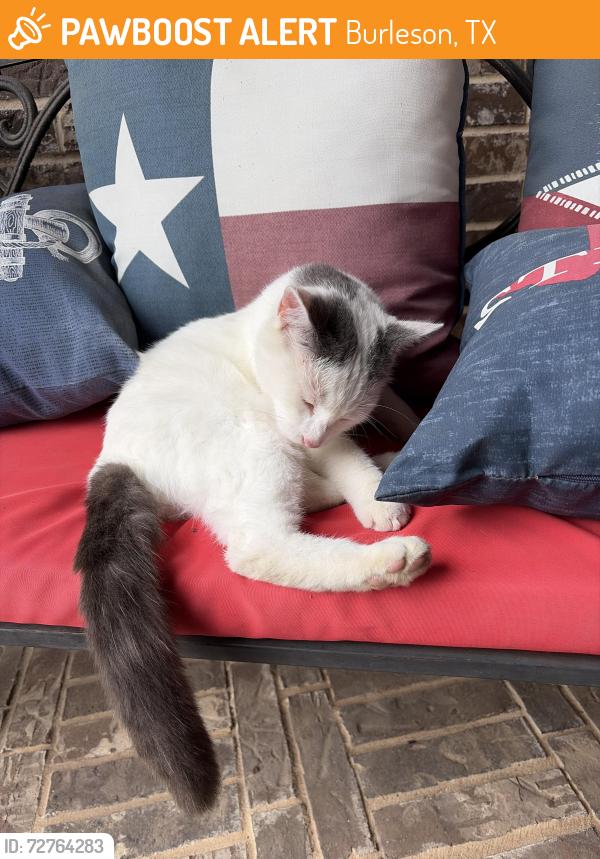 Found/Stray Male Cat last seen Valley Ridge Rd and Robles, Burleson, TX 76028