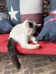 Found/Stray Male Cat last seen Valley Ridge Rd and Robles, Burleson, TX 76028
