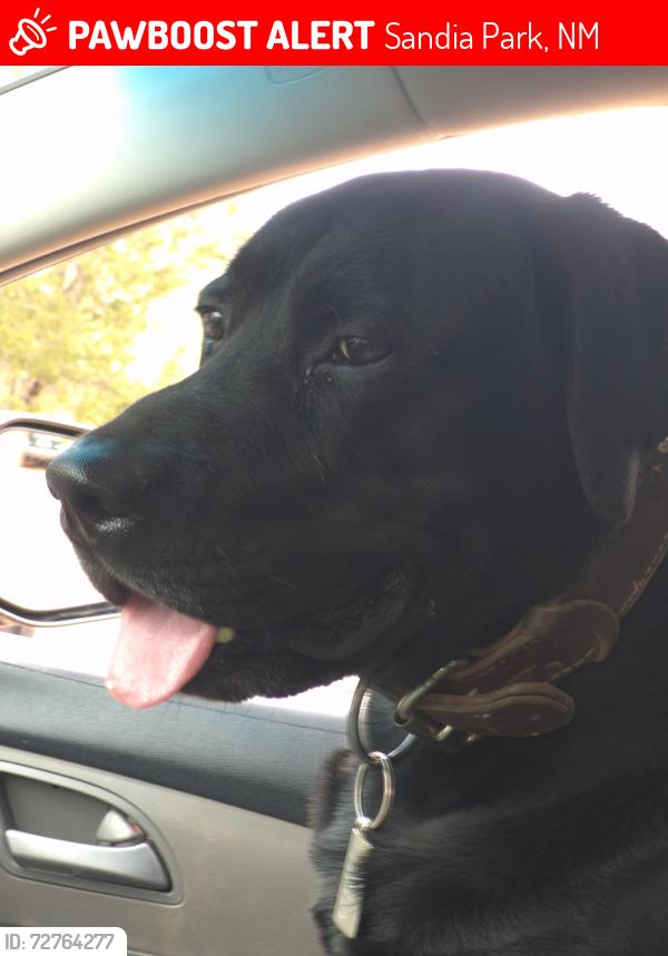 Lost Male Dog last seen Frost, Sandia Park, NM 87047