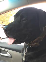 Lost Male Dog last seen Frost, Sandia Park, NM 87047