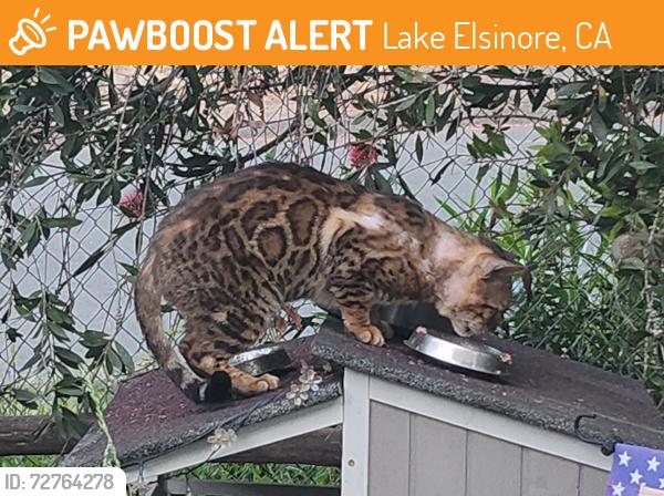 Found/Stray Unknown Cat last seen Cottrell, Lake Elsinore, CA 92530