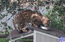 Found/Stray Unknown Cat last seen Cottrell, Lake Elsinore, CA 92530