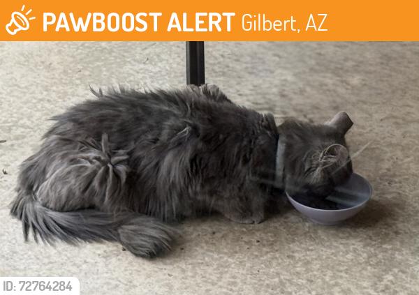 Found/Stray Unknown Cat last seen Silverhawke, Gilbert, AZ 85233