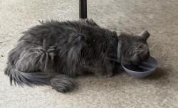 Found/Stray Unknown Cat last seen Silverhawke, Gilbert, AZ 85233