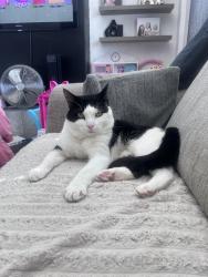 Lost Male Cat last seen Upchurch kent, Upchurch, England ME9 7AX