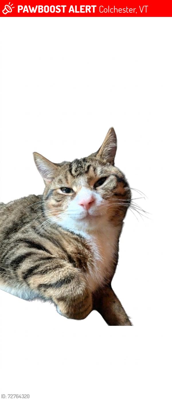 Lost Male Cat last seen Near parking lot at Colchester pond , Colchester, VT 05446