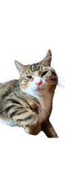 Lost Male Cat last seen Near parking lot at Colchester pond , Colchester, VT 05446